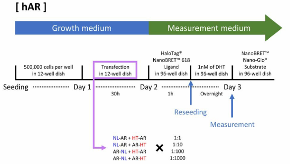 hAR NanoBRET 최적 세부 도입 비율 실험 timetable