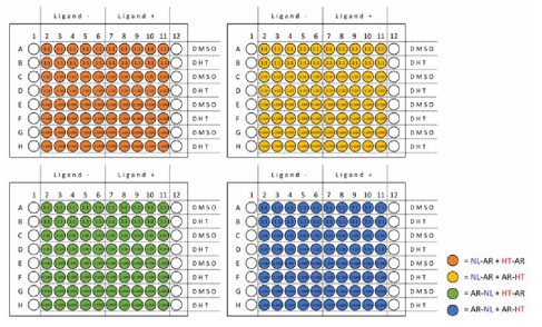 hAR NanoBRET 최적 조합 및 도입 비율 실험을 위한 NanoBRET assay plate 디자인