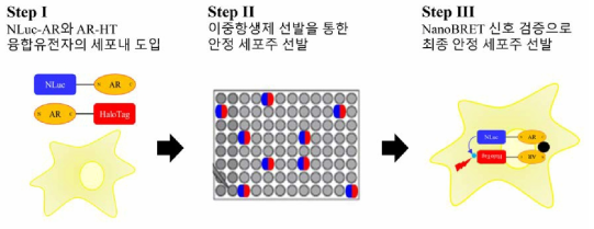 hAR NanoBRET 융합 벡터 영구적 삽입 안정화 세포주 구축 전략