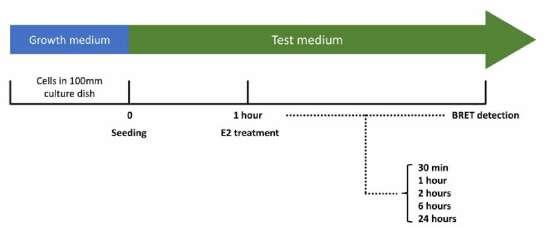 BRET 기반 에스트로겐 수용체 결합 검색시험법 최적화 연구 – Sample exposure time 모식도