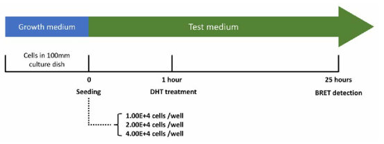 BRET 기반 안드로겐 수용체 결합 검색시험법 최적화 연구 – Cell seeding number 모식도