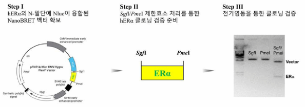 hERα의 N-말단에 NLuc 유전자가 융합된 NanoBRET 벡터의 제한효소 처리를 통한 검증