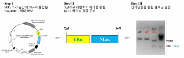 hERα의 C-말단에 NLuc 유전자가 융합된 NanoBRET 벡터의 제한효소 처리를 통한 검증