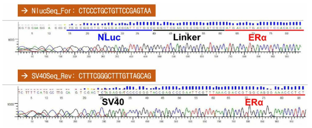 hERα의 N-말단에 NLuc 유전자가 융합된 NanoBRET 벡터의 염기서열 검정