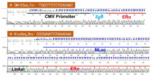 hERα의 C-말단에 NLuc 유전자가 융합된 NanoBRET 벡터의 염기서열 검정