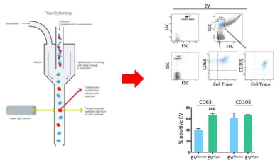 Flow Cytometry 장비를 이용한 세포외소포의 순도 확인 (참고문헌: Lo Sicco C. et al., Stem Cells Transl. Med., 2017, 6(3), 1018-1028)