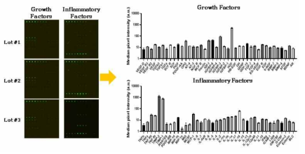 세포외소포 내부인자 평가: Cytokine array