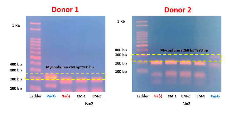 다양한 공여자 유래 줄기세포 배양액 내 mycoplasma test 평가