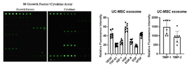 Cytokine array를 이용한 UC-MSC 세포외소포의 내부인자 평가