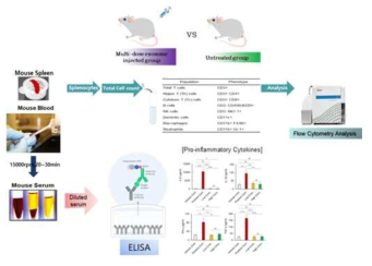 줄기세포 유래 세포외소포의 in vivo 면역원성 평가를 위한 비장 내 면역세포 분석법 및 혈청 내 염증성 사이토카인 분석법