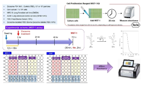 In vitro 종양진행능 시험_Cell Proliferation(WST-1) assay 모식도