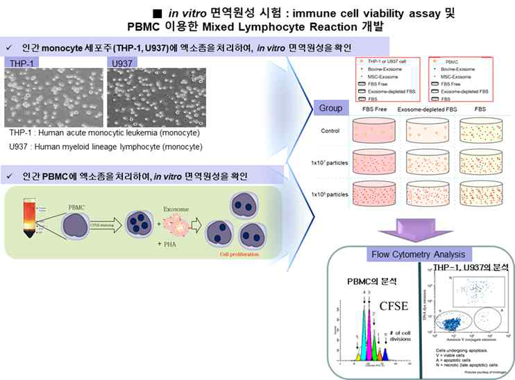 Flow cytometry를 이용한 면역세포의 증식률 확인 및 세포사멸 시험