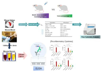 줄기세포 유래 세포외소포의 in vivo 면역원성 평가를 위한 비장 내 면역세포 분석법 및 혈청 내 염증성사이토카인 분석법