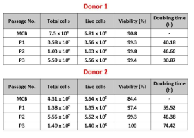 다양한 공여자 유래 줄기세포의 세포생존율 및 doubling time 평가