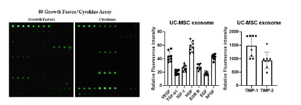 Cytokine array를 이용한 UC-MSC 세포외소포의 내부인자 평가