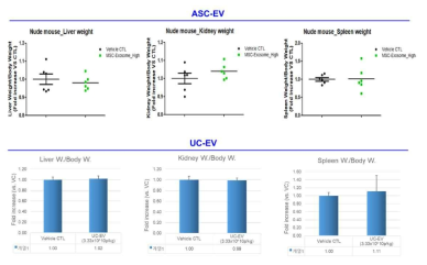 면역부전마우스를 이용한 세포외소포 반복투여에 따른 장기별 무게