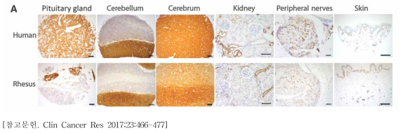 Human 조직과 monkey 조직에서의 L1CAM 발현 확인(IHC staining) : Pituitary gland (뇌하수체), Cerebellum (소뇌), Cerebrum (대뇌)에서 양성반응