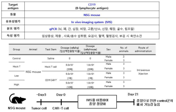 CD19 CAR-T 효능, 분포, 독성 평가 디자인