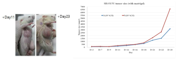 SH-SY5Y를 이용한 대장암 질환 모델 확립