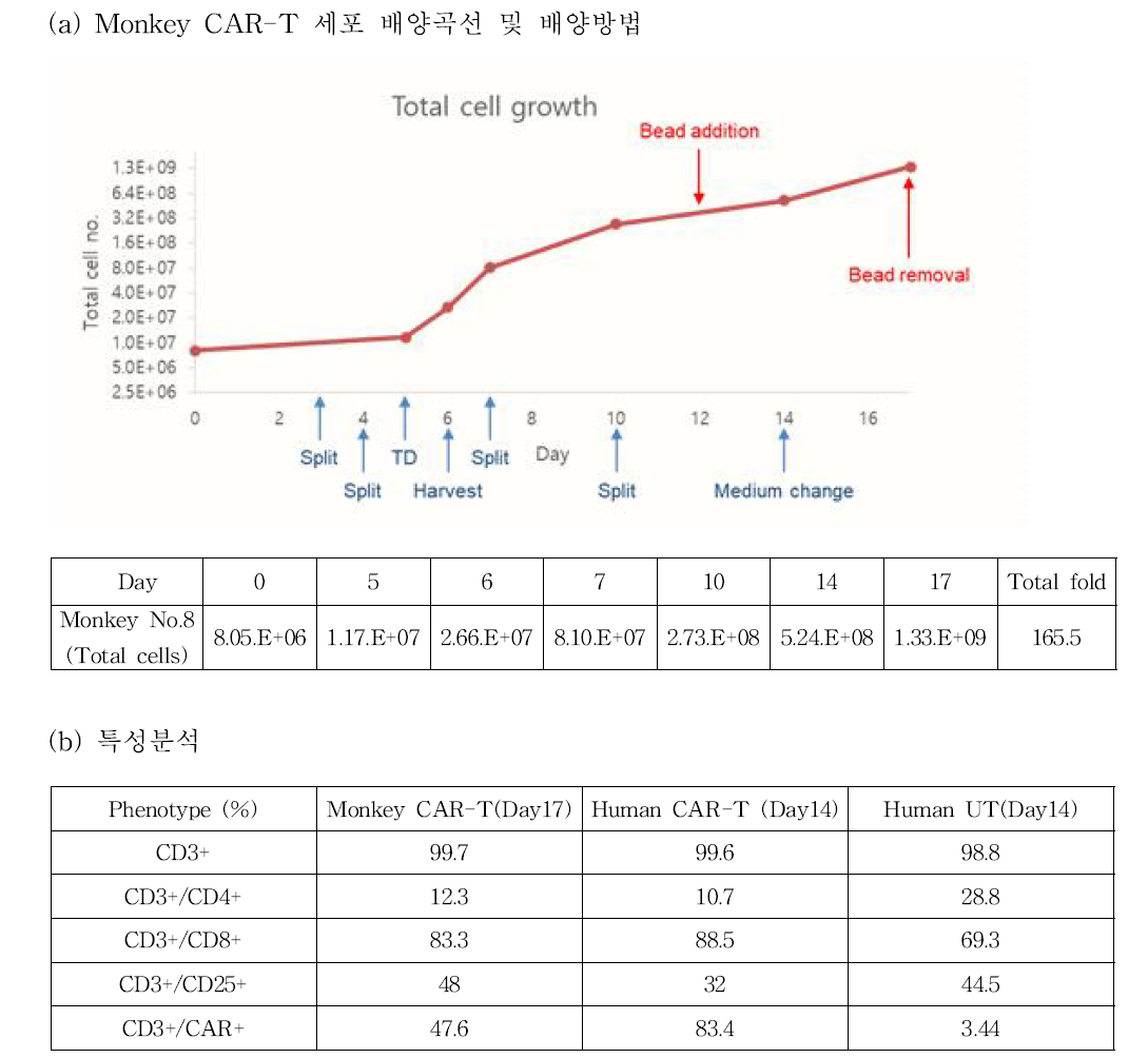 Monkey CAR-T 세포의 배양 및 특성분석 결과