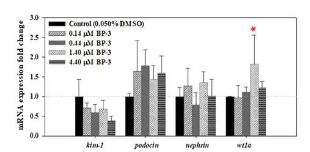 BP-3 21일 노출 이후 제브라피시 수컷 성어의 신장손상 관련 유전자 발현 변화. 평균±표준편차(N=4). *p<0.05 수준에서 유의한 차이