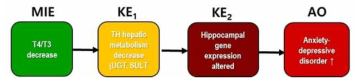 Thyroid hormone decrease leading to neurodevelopmental toxicity in zebrafish AOP