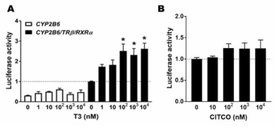 CYP2B6 포함 세포에서 T3 (A) 또는 CITCO (B) 투여 후 luciferase 활성도 변화