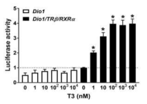 DIO1 또는 Dio1/TRβ/RXRα 포함 세포에 T3 투여 후 luciferase 활성도 변화