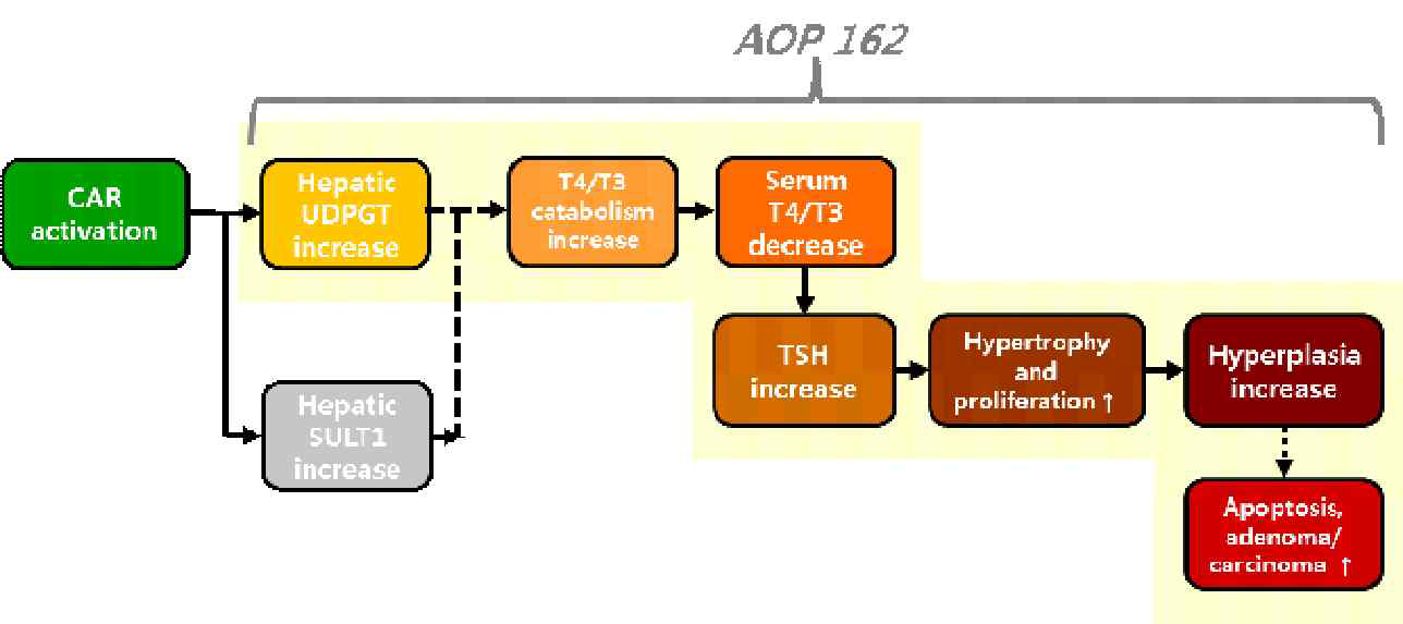 갑상선 관련 AOP 제안 1(CAR activation leading to follicular cell adenomas and carcinomas in mammals)