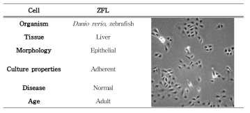 ZFL 세포의 기본 정보