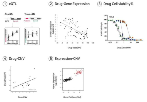 약물반응예측을 위한 양적 형질 위치(QTL), 유전복제수변이 및 RNA발현