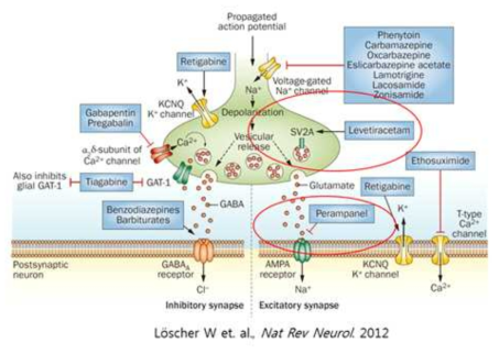 Perampanel, Levetiracetam 약물 매커니즘