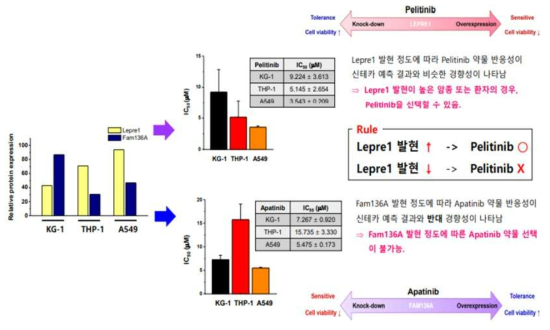 후보유전자와 약물 반응성 실험 검증 결과