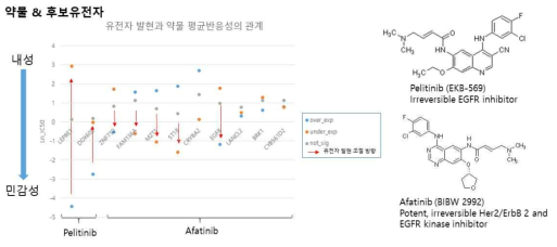 Pelitinib, Afatinib 두 약물 반응성에 따른 유전자 발현 양상