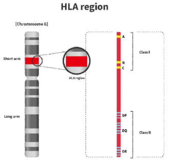 HLA region (출처: 신테카바이오)