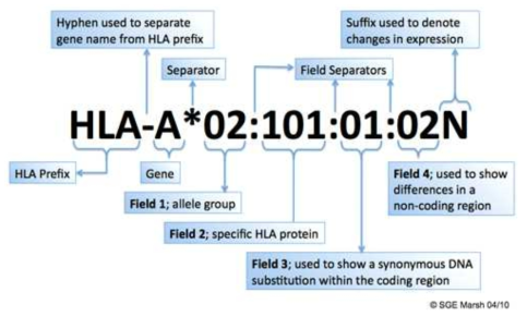HLA Allele Nomenclature (출처: IMGT)