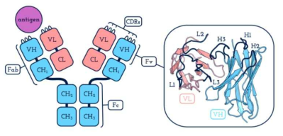 항체 구조(http://opig.stats.ox.ac.uk/webapps/newsabdab/sabdab/about/)