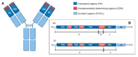 항체의 CDR, FR 구조