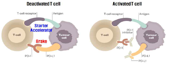 면역관문수용체 PD-1에 대한 중화항체에 의한 T세포 재활성화