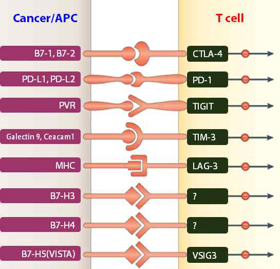 다양한 면역관문수용체(T세포 발현)와 면역관문리간드(암세포 발현) 간 결합에 의한 T세포 억제 모식도