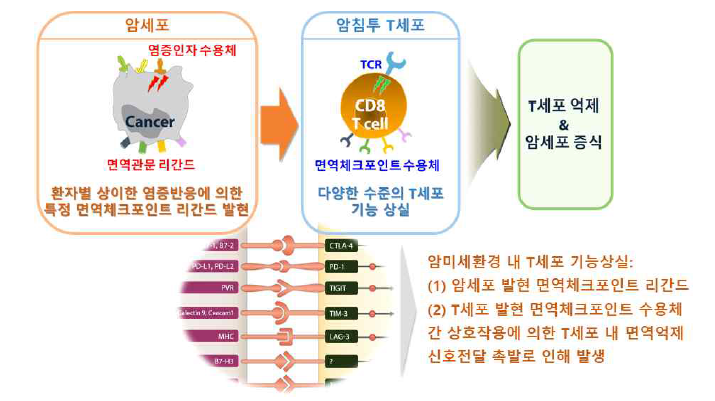 암세포 면역관문리간드에 의한 T세포 면역관문수용체 신호촉발 기전