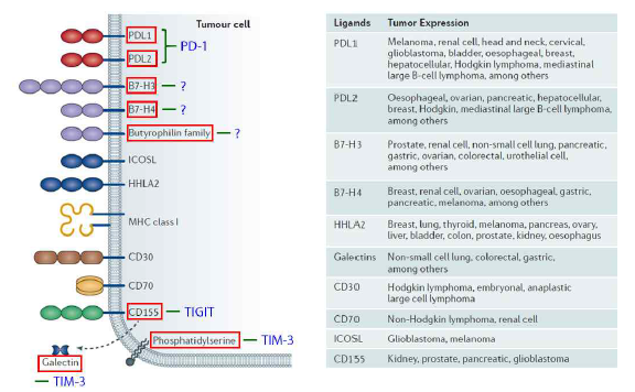 암종별 면역관문리간드 발현의 상이성