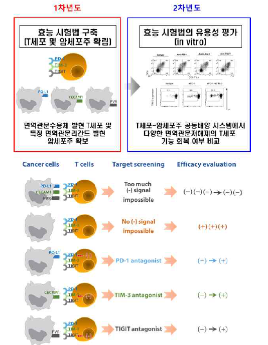 면역관문저해제 효능 시험법 개요