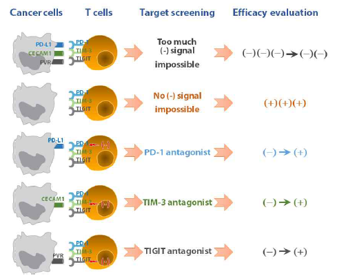 면역관문저해제 효능 시험법 in vitro 검증 전략
