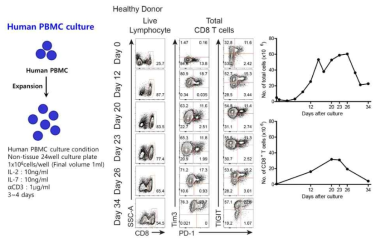 건강인 PBMC를 이용한 CD8 T세포 증식 및 면역관문수용체 발현 조건 확립