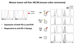 특정 면역관문리간드 발현 생쥐 암 세포주 MC38 제작