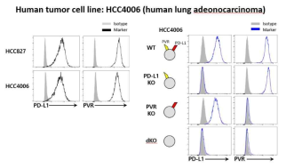 특정 면역관문리간드 발현 인간 암 세포주 HCC4006 제작