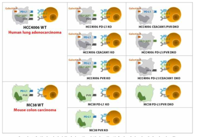 특정 면역관문리간드를 발현하도록 구축한 인간 및 생쥐 암 세포주