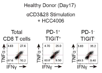 인간 암세포주와 CD8 T세포 공동배양 조건에서 CD8 T 세포 기능억제