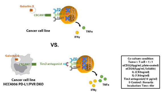 PD-L1/PVR DKO HCC4006 세포주와 human CD8 T세포 공동배양 조건에서 TIM-3 항체 효능시험에 대한 개념도